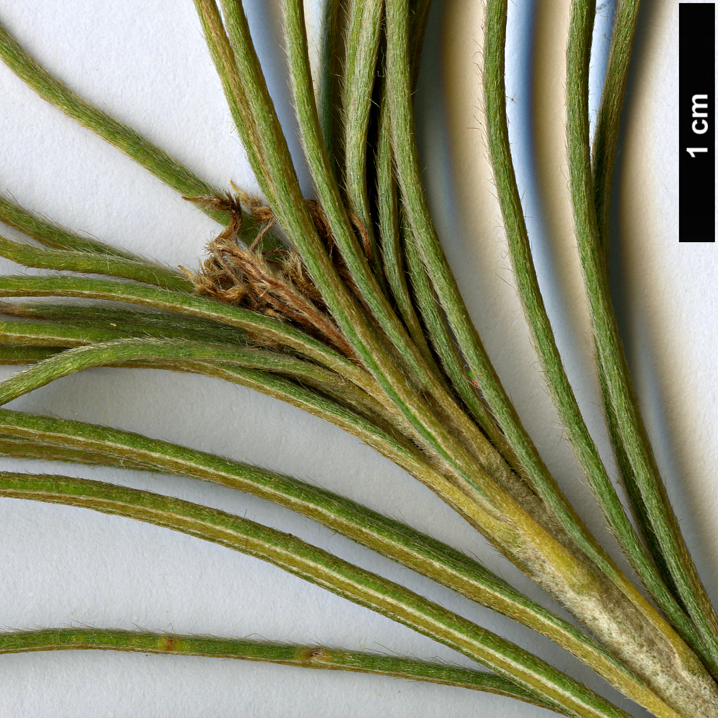 High resolution image: Family: Proteaceae - Genus: Dryandra - Taxon: speciosa - SpeciesSub: subsp. macrocarpa